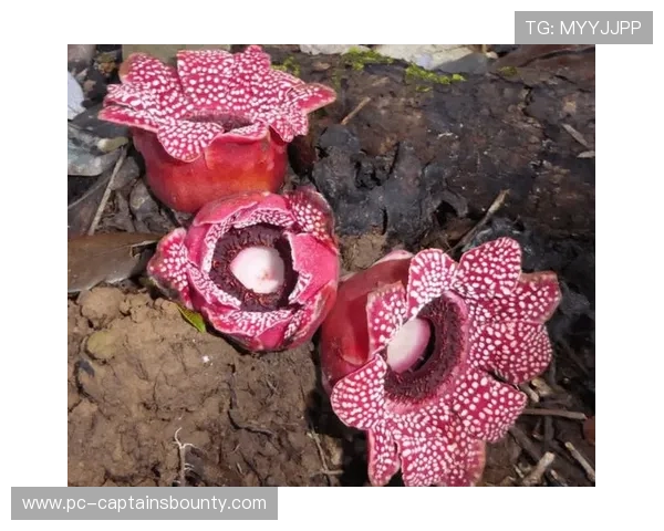 云南再现国家二级保护植物寄生花，已连续三年开花